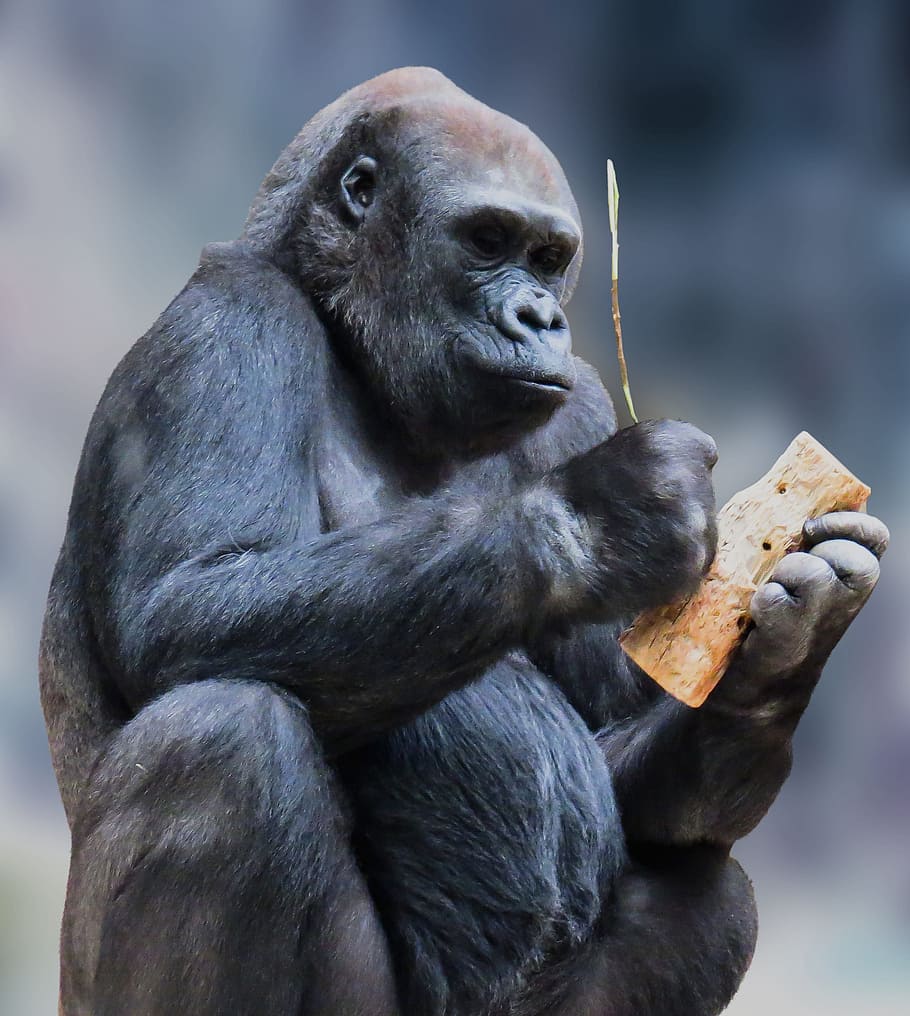 monkey, gorilla, black, animal, wild, nature, jungle, zoo, park HD wallpaper