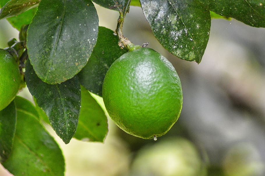 lemon, leaf, fruit, healthy, green, nature, food, citric, healthy eating HD wallpaper