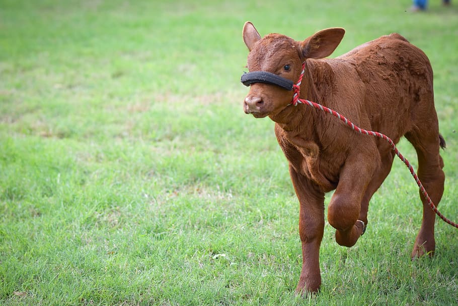 Животные с телками. Телочка животное. Красная Датская корова на ферме. Мини телки животные. Фото теленка бычка тату.