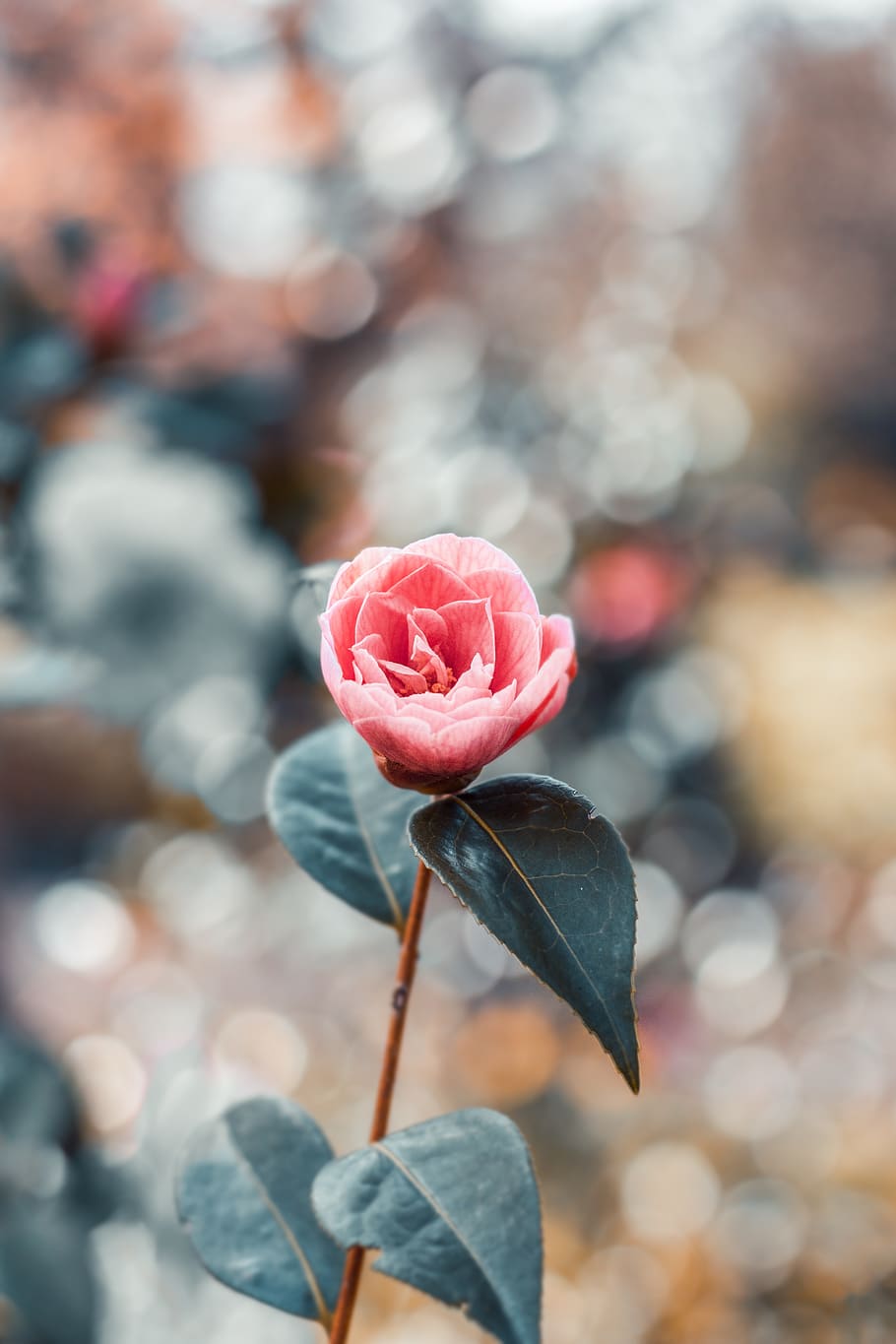 Pink-petaled Flower, beautiful, blooming, blossom, bright, bud HD wallpaper