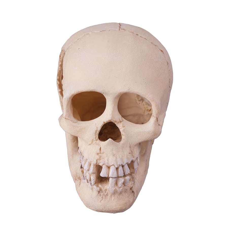 skull, human, anatomy, bone, brain, dead, death, fear, forensic HD wallpaper