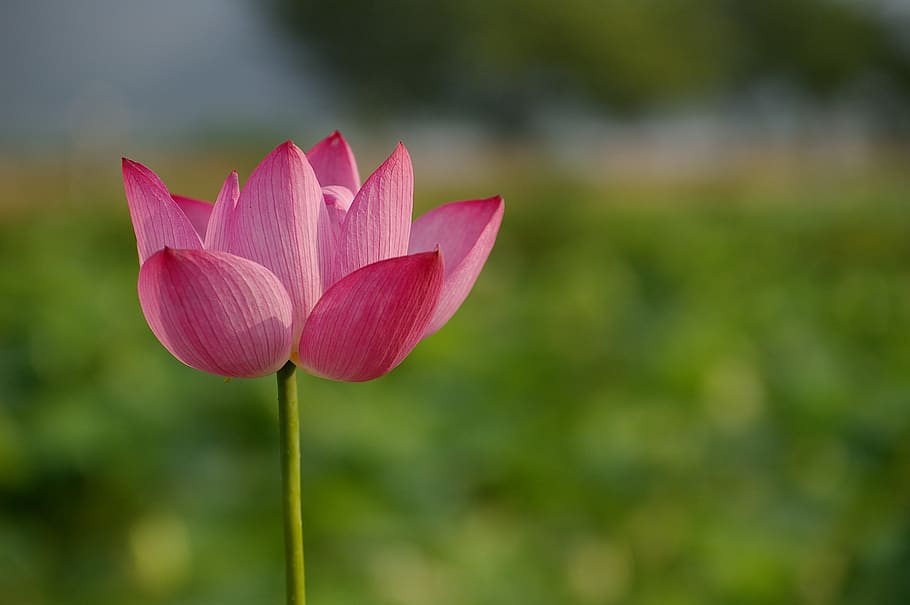 flowers, lotus, nature, flowering plant, beauty in nature, vulnerability HD wallpaper