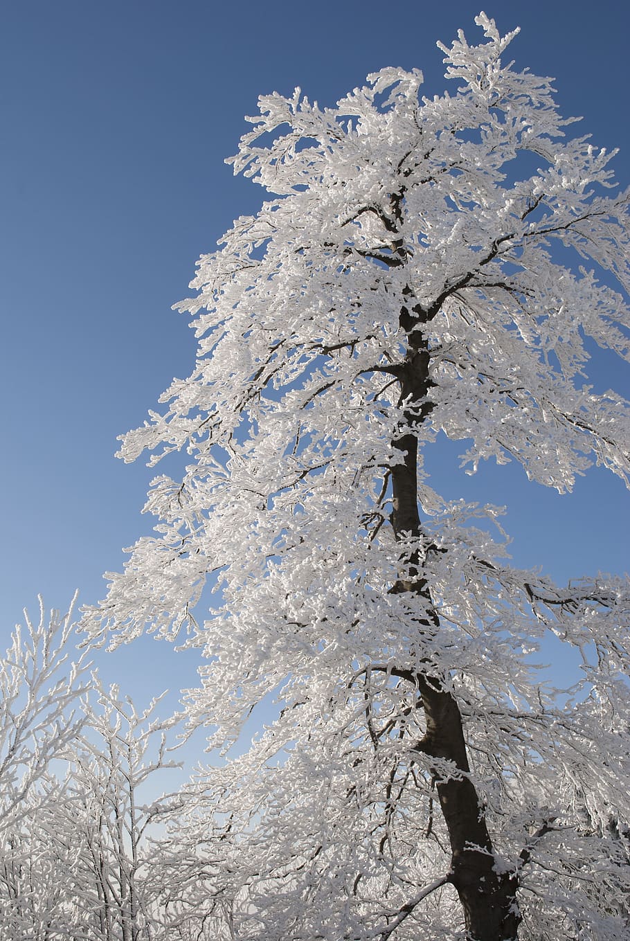 Snow Covered Tree Under Blue Cloudy Sky during Daytime, cold HD wallpaper
