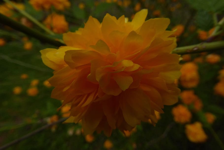 rose, flower, yellow, flowering plant, fragility, vulnerability HD wallpaper