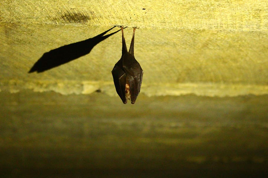 bat, animals, cute, vampire, nature, animal themes, animals in the wild HD wallpaper