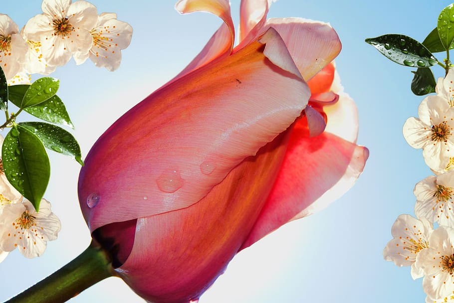 tulip, flowers, spring, drops, rain, plants, nature, at the court of HD wallpaper