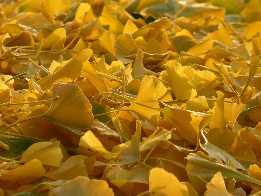 fall, leaves, ginkgo, nature, colorful, tree, landscape, light HD wallpaper