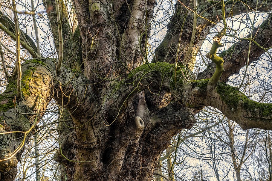 tree, trunk, branch, bark, foam, wood, plant, tree trunk, growth HD wallpaper
