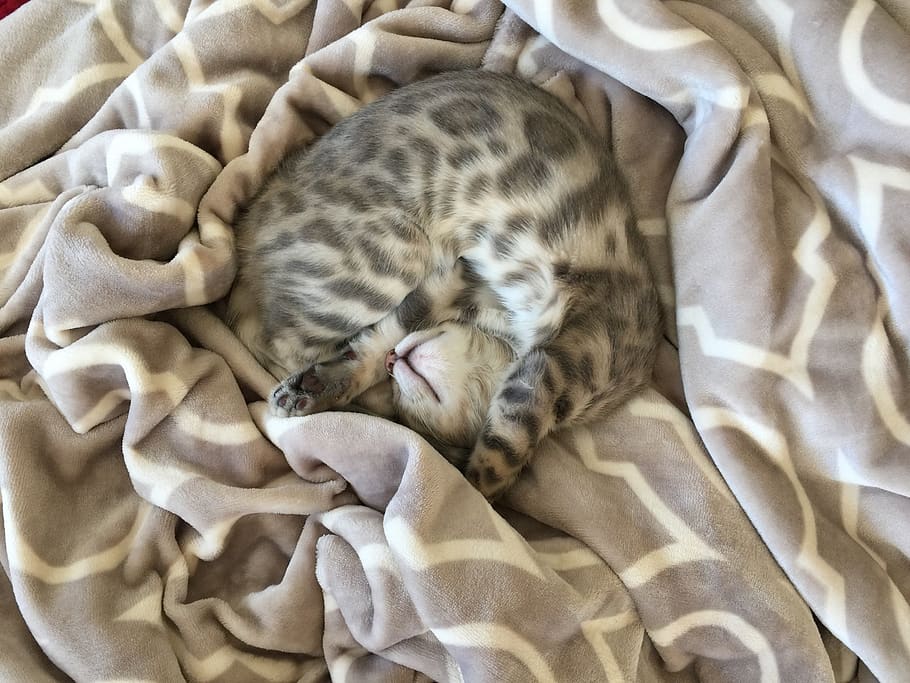 kitten sleeping, cat, kitty, portrait, blanket, cute, pet, fur HD wallpaper