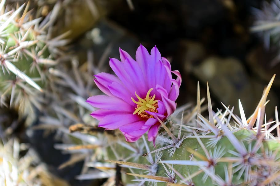 fishhook cactus flower, nature, succulent, desert, arizona, HD wallpaper