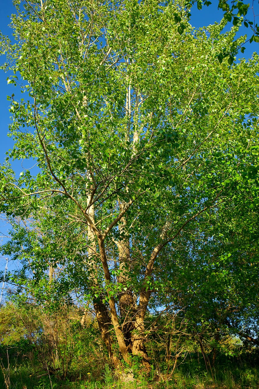 tree, countryside, day, daylight, dream, environment, foliage HD wallpaper