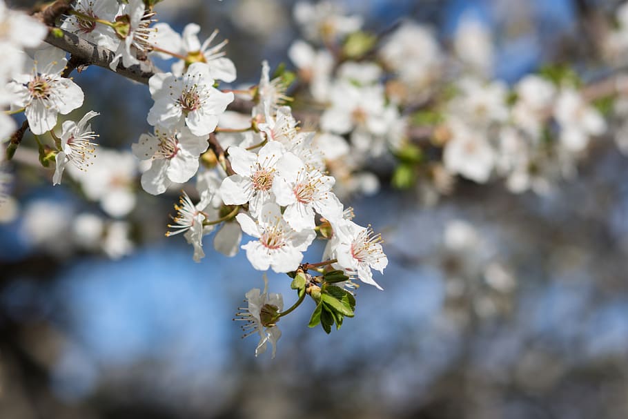nature, flowers, cherry, spring, may, april, white, bloom, inflorescence HD wallpaper
