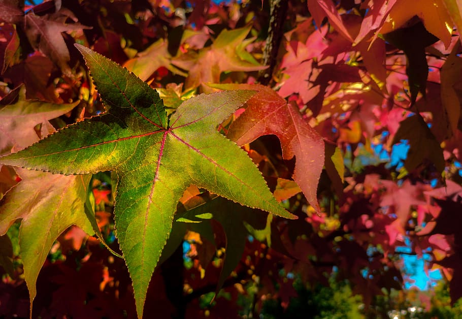 leaf, autumn, maple, tree, colorful, plant part, change, close-up, HD wallpaper