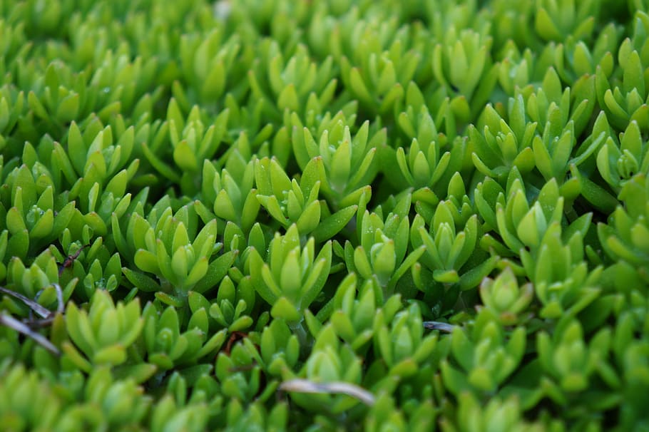 flora, nature, growth, leaf, grass, succulent, rock garden HD wallpaper