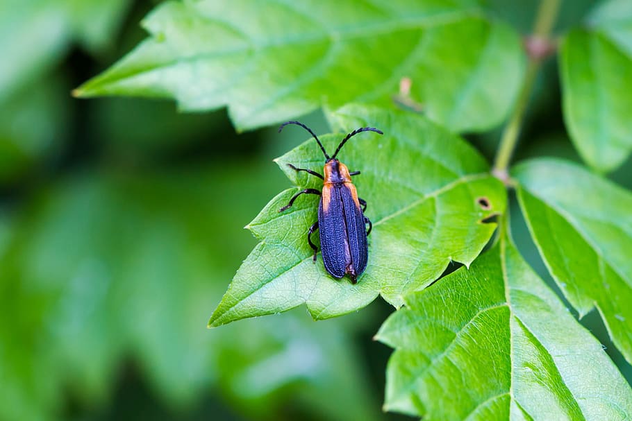 leaf, green, insect, nature, plant part, invertebrate, green color HD wallpaper