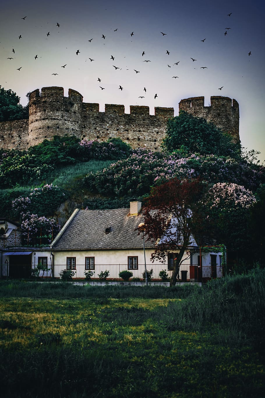 House Beside Trees and Castle, animals, architecture, daylight HD wallpaper