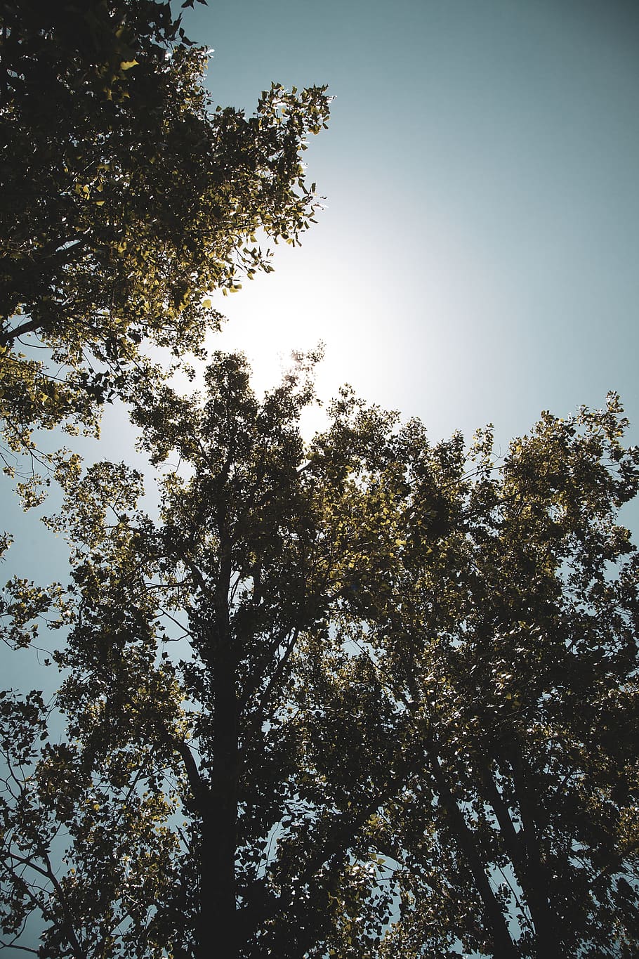 plant, tree, light, flare, abies, fir, silhouette, nature, sunlight HD wallpaper