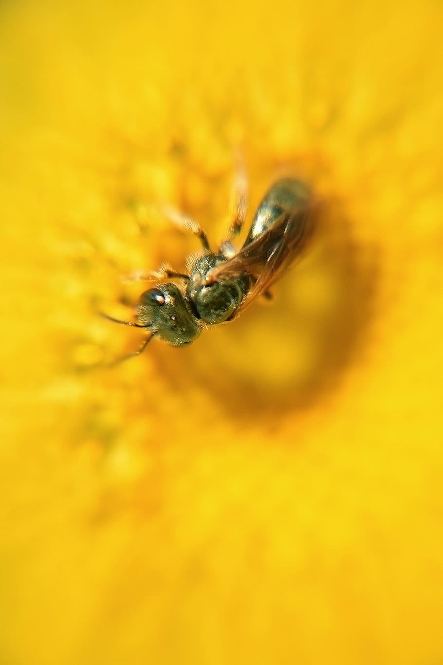 Macro Photo of Black Wasp Perched on Yellow Flower, flora, insect HD wallpaper
