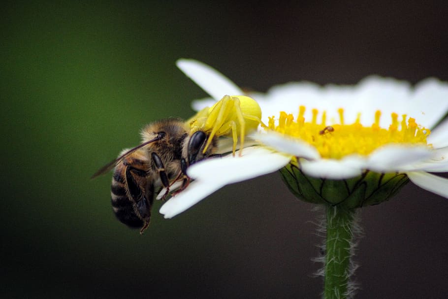 bee, spider, insect, garden, nature, summer, insects, plants HD wallpaper