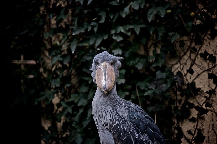 gray bird, japan, ueno zoo, taitō-ku, eagle, animal, bald eagle HD wallpaper