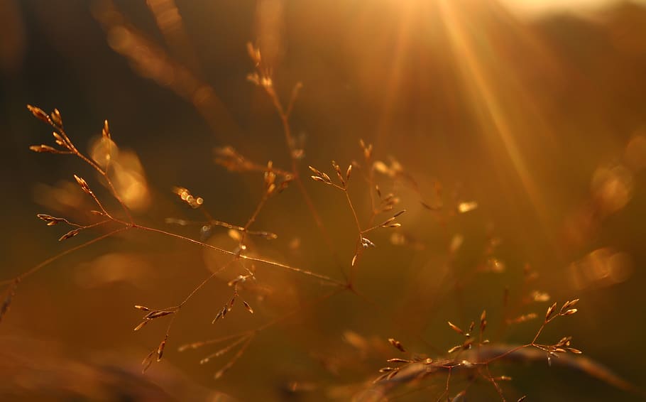green plant, brown, light, flare, grass, flora, sunlight, beauty in nature HD wallpaper