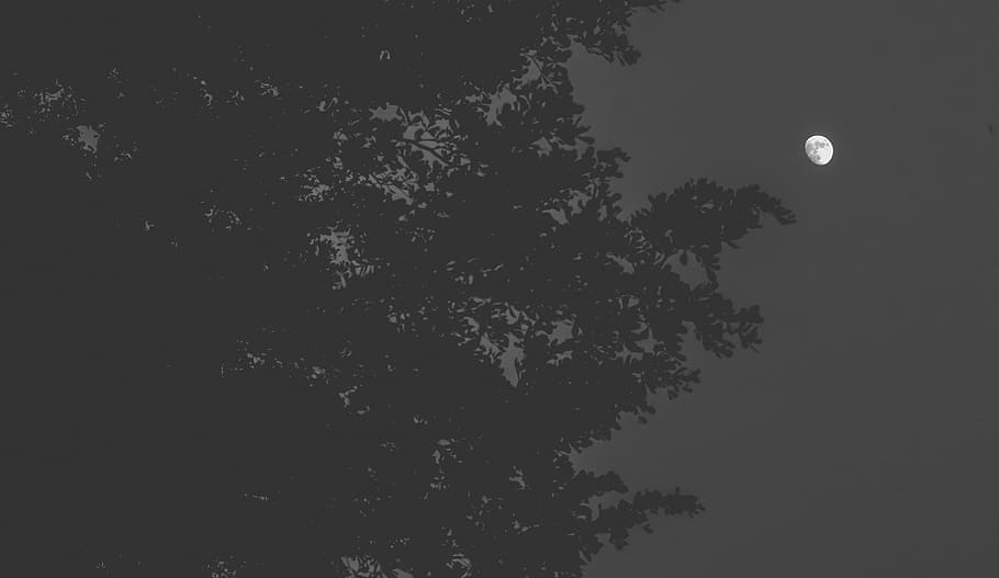 tree, plant, night, moon, sky, low angle view, beauty in nature HD wallpaper