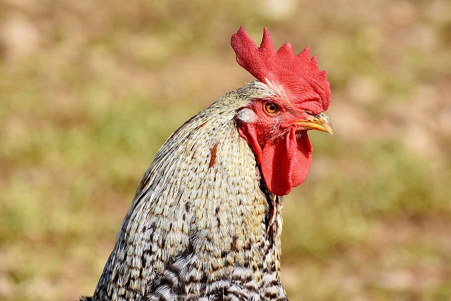 hahn, rooster head, poultry, cockscomb, chicken, gockel, bill HD wallpaper