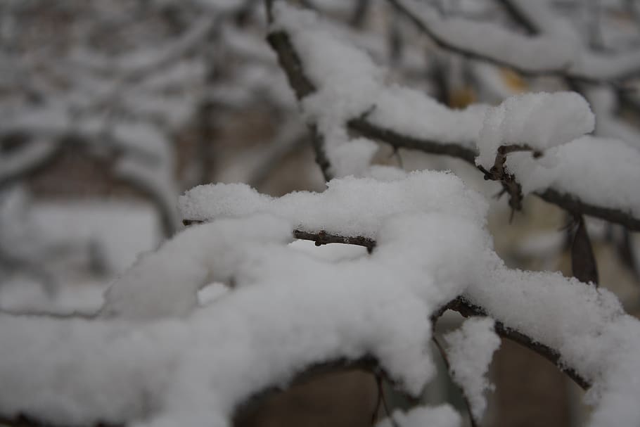snow, trees, outside, white, brown, cold temperature, winter HD wallpaper
