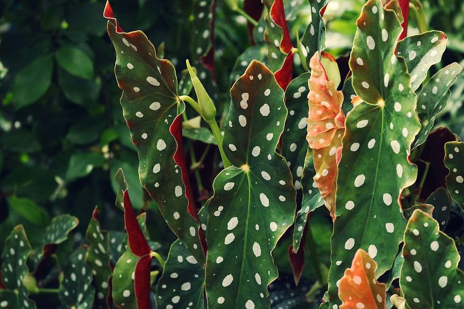 Closeup Photo of Taro Leaf Plant, botanical, close-up, color, HD wallpaper