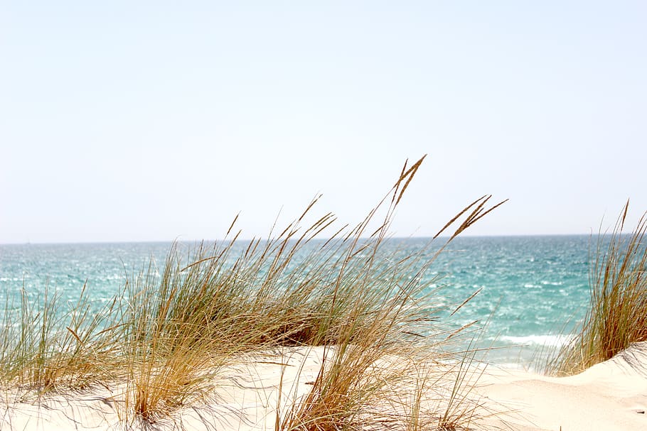 Grass Beside the Sea, beach, dawn, dune, HD wallpaper, horizon, HD wallpaper