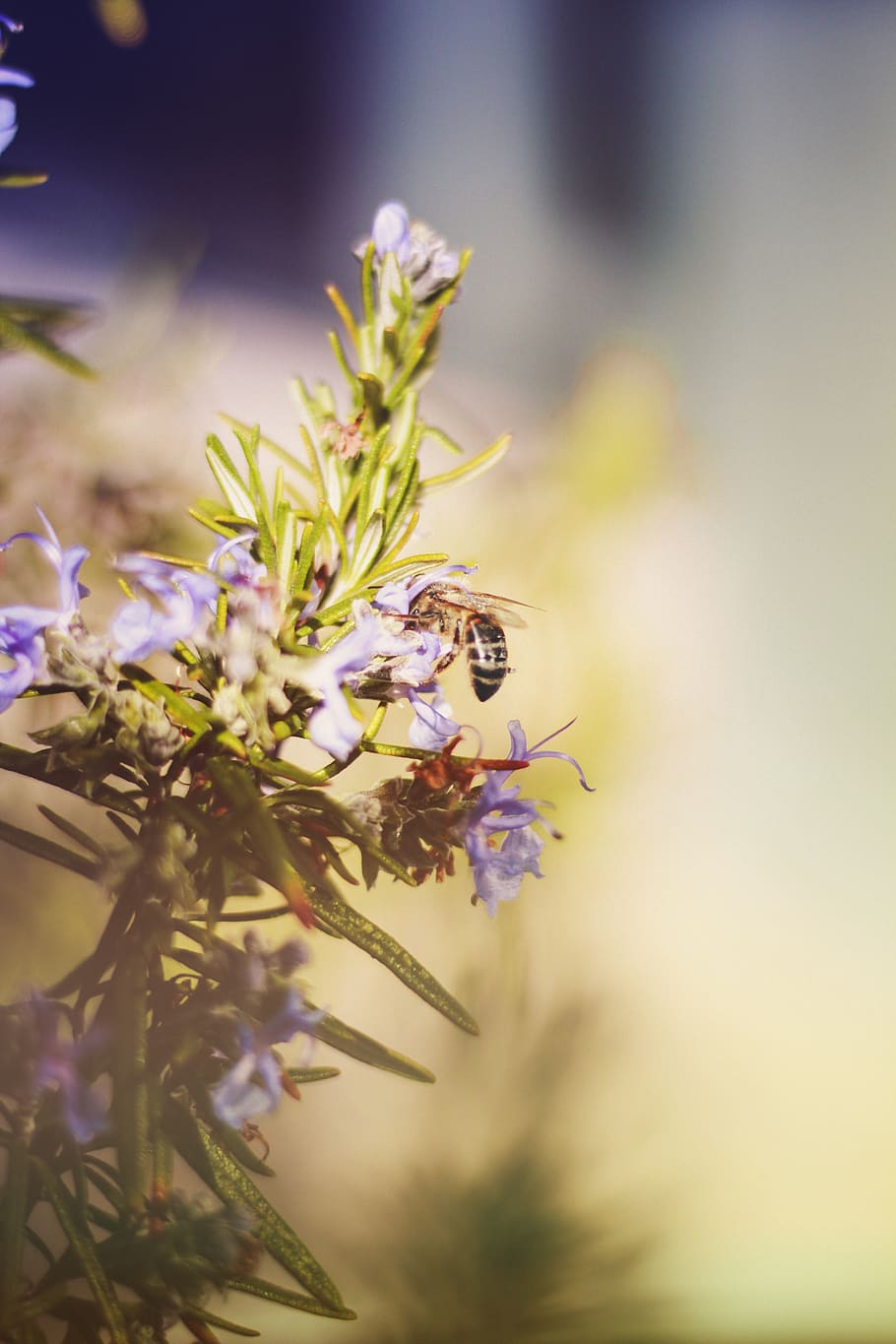 Purple Petaled Flower, bee, flora, flowers, insect, macro, petals HD wallpaper