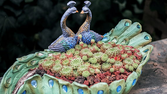 blue peacock décor, plant, cactus, bird, animal, road, dirt road HD wallpaper