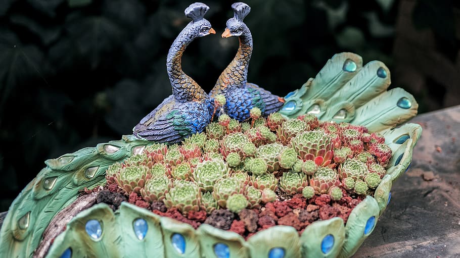 blue peacock décor, plant, cactus, bird, animal, road, dirt road HD wallpaper