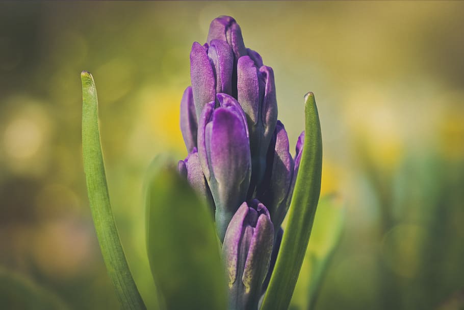 Selective Photography of Purple Clustered Flowers, blur, bright HD wallpaper
