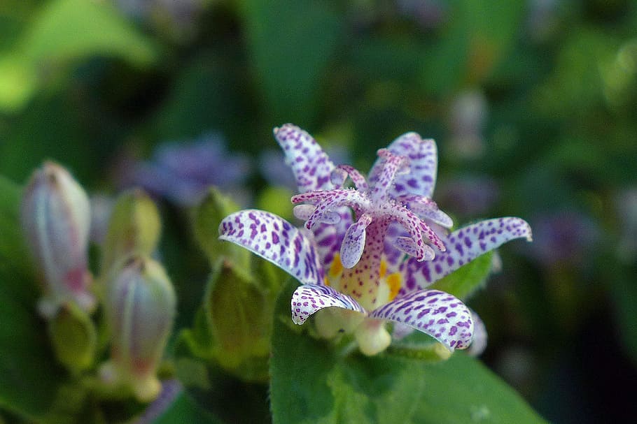 Toad lily is a shade loving perennial plant with orchid-like flowers that come into bloom in late summer-early fall., HD wallpaper
