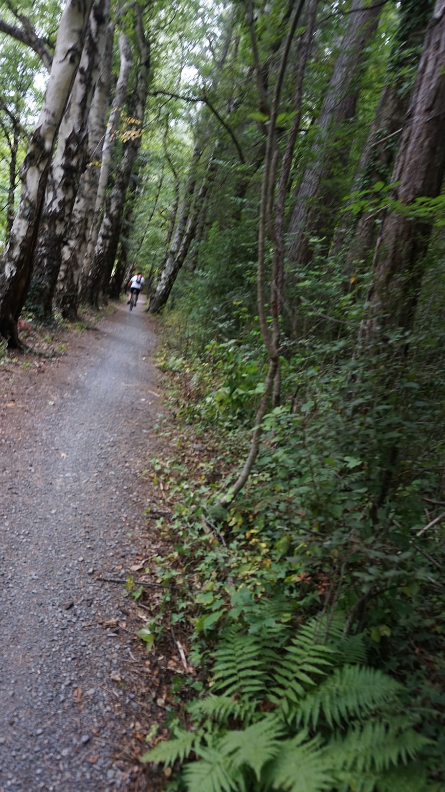 hanmer springs, tree, forest, plant, land, road, nature, transportation HD wallpaper