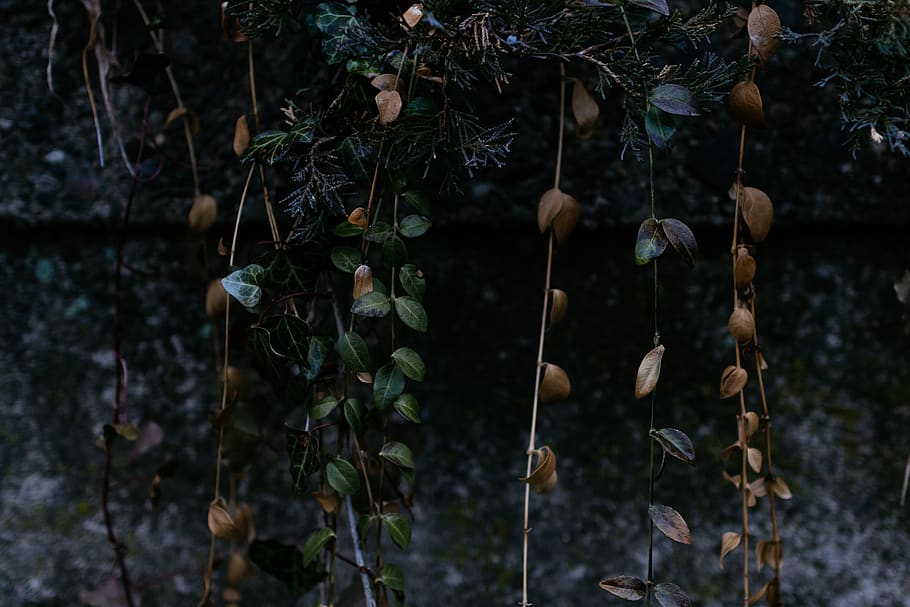 brown leaf vines, plant, growth, plant part, nature, land, no people HD wallpaper