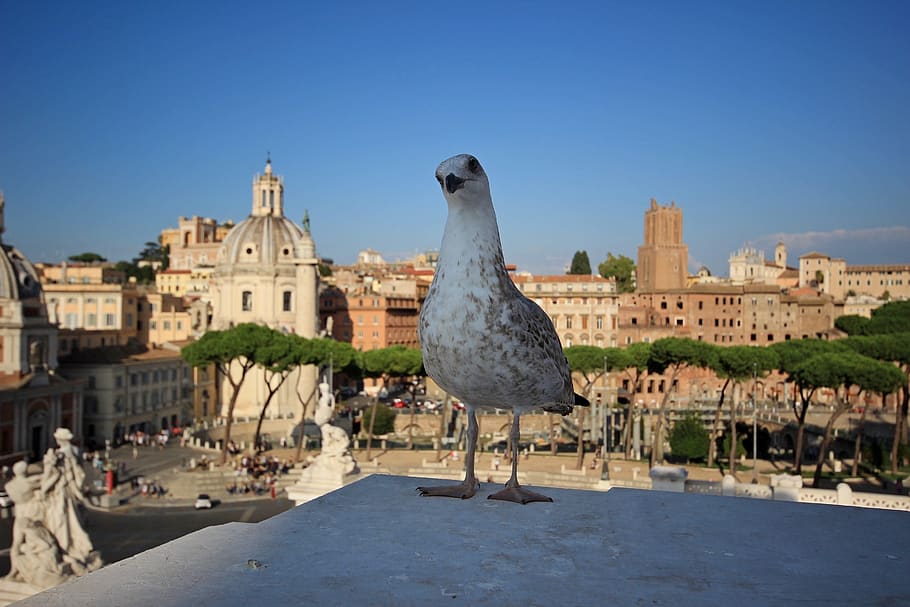 italy, rome, monuments, bird, architecture, animal themes, built structure, HD wallpaper