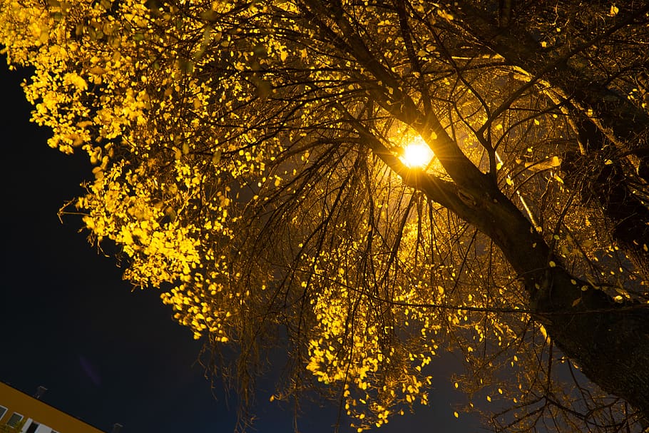 flare, light, sunlight, plant, tree, leaf, flower, blossom HD wallpaper