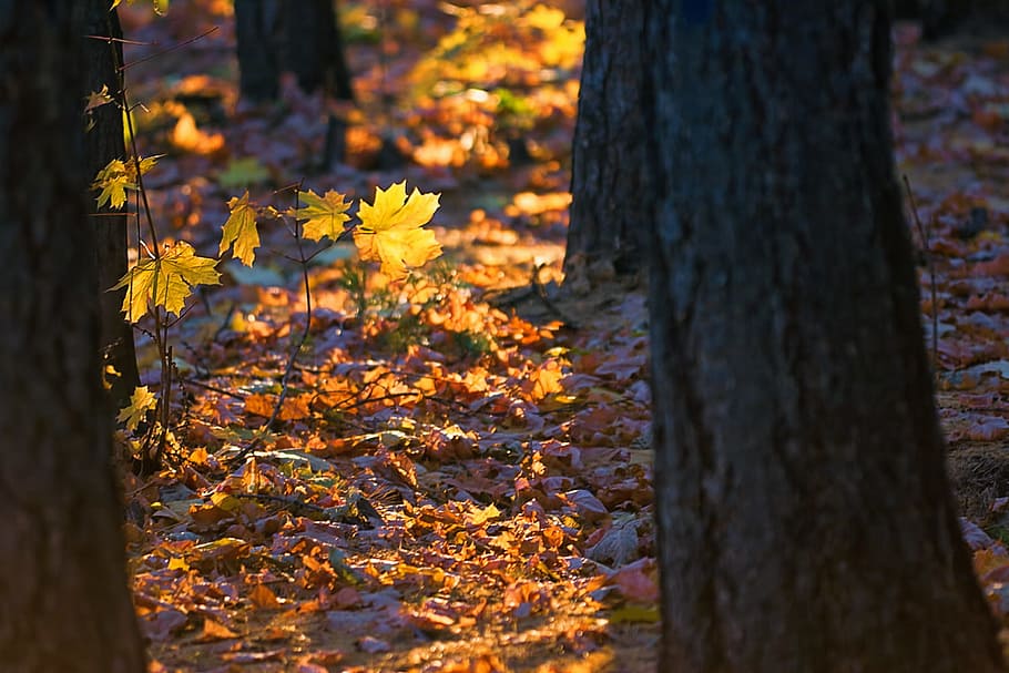 autumn, dark, forest, leaf, lush, maple, nature, non-urban HD wallpaper