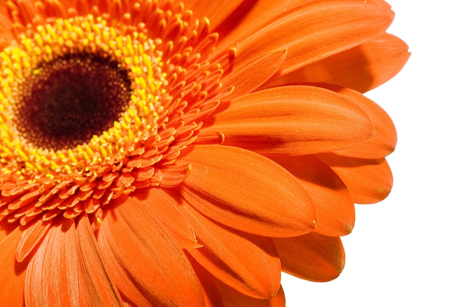 gerbera, flower, white, closeup, isolated, chrysanthemum, spring HD wallpaper