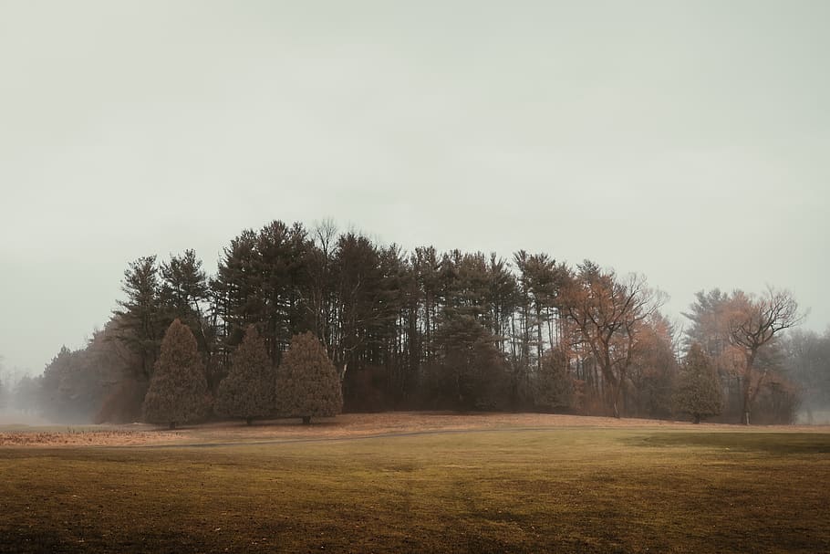 green-leafed trees, plant, field, grass, outdoors, edison country club HD wallpaper