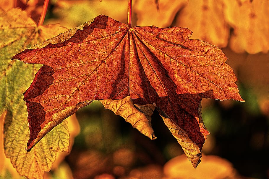maple leaf, autumn leaf, dry, leaf coloring, sunlight, illuminated HD wallpaper