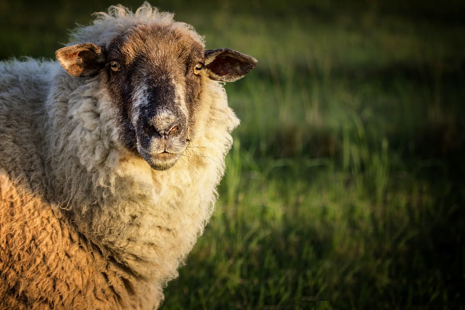 sheep, meadow, animal, wool, pasture, grass, agriculture, cattle HD wallpaper
