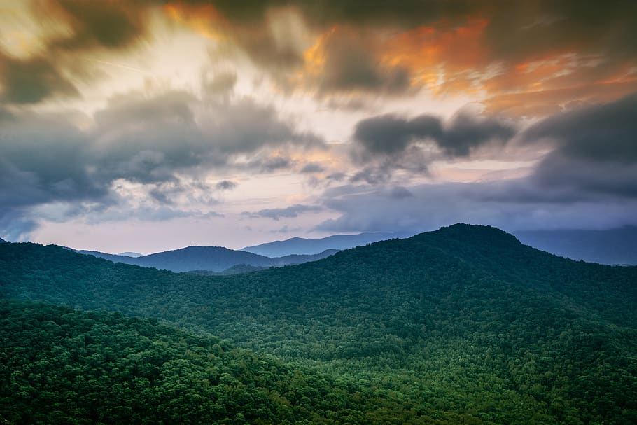 forest, trees, hills, woods, wild, wilderness, landscape, explore HD wallpaper