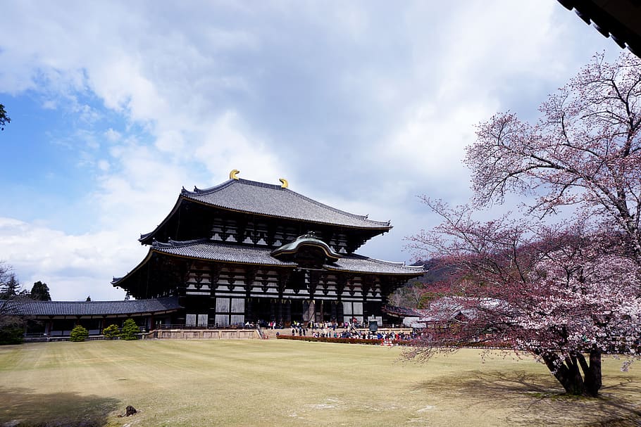 architecture, building, temple, shrine, worship, plant, pagoda HD wallpaper