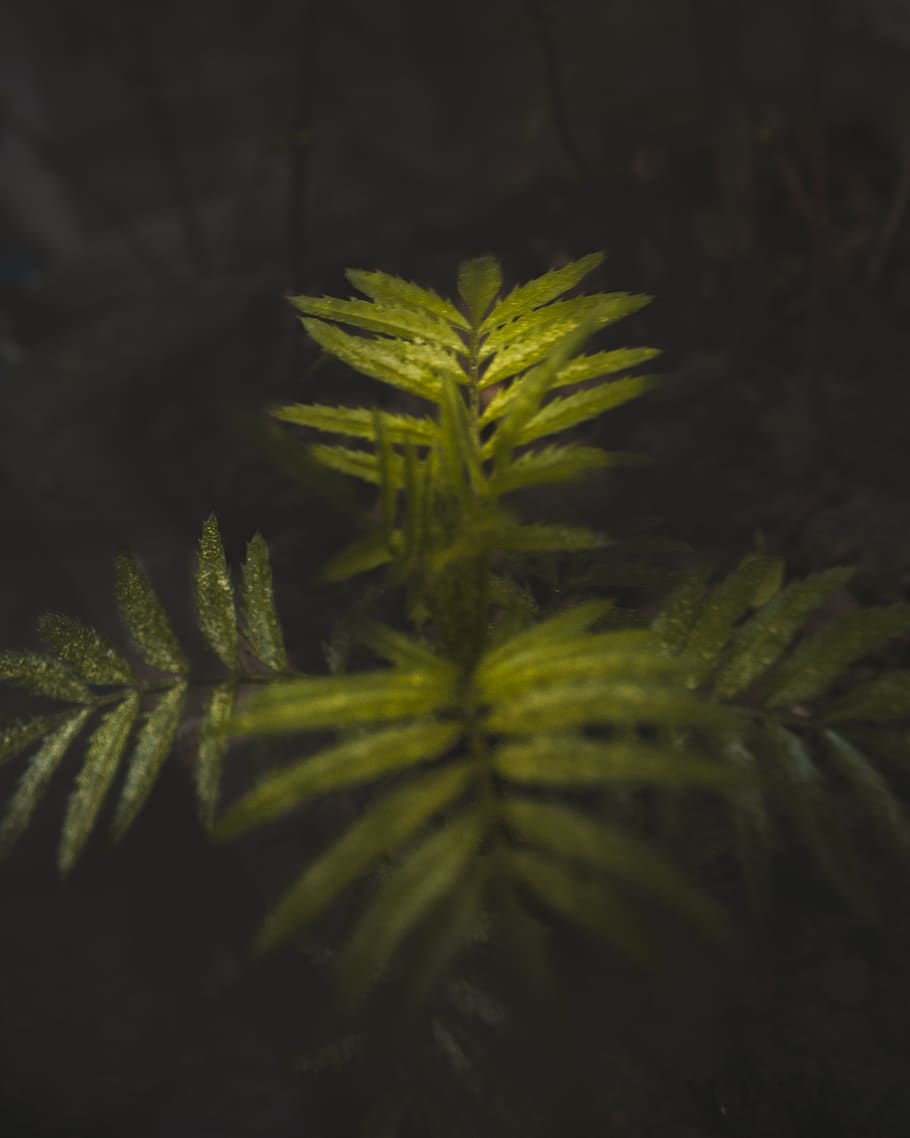 green leafed plant, growth, green color, plant part, close-up HD wallpaper
