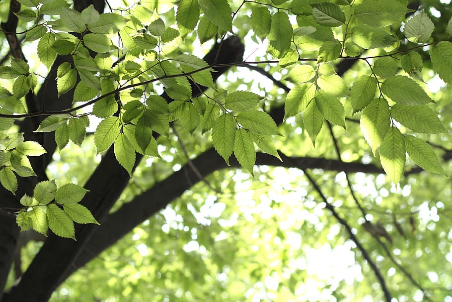 leaf, leaves, tree, green, spring, nature, background, plant part HD wallpaper