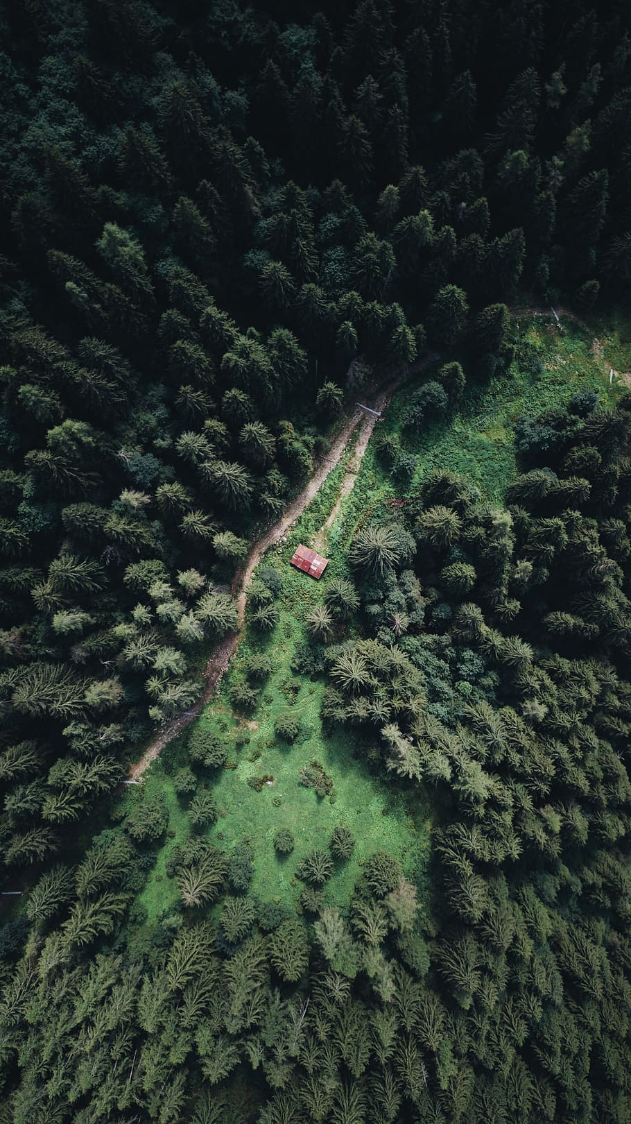 aerial photo of forest, alpine, treetop, green, remote, rural