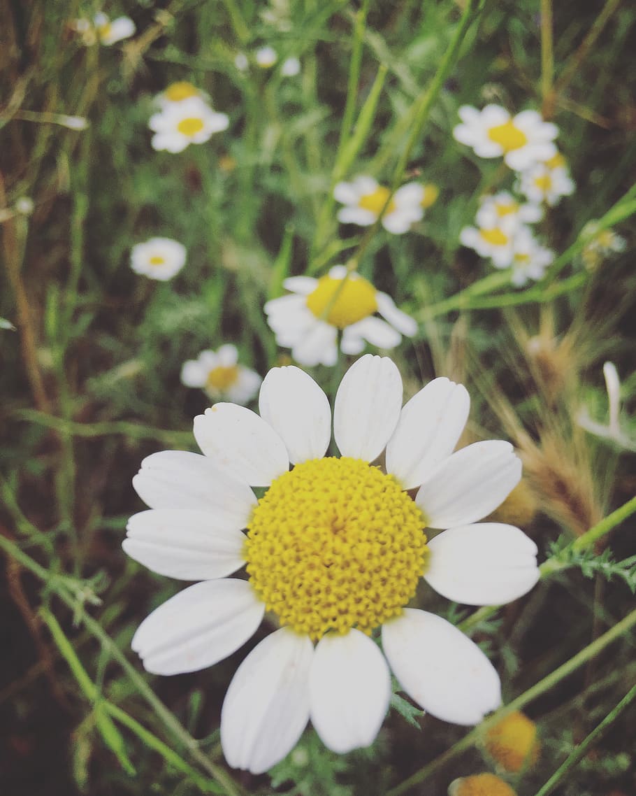 natural, flower, flowering plant, fragility, vulnerability HD wallpaper